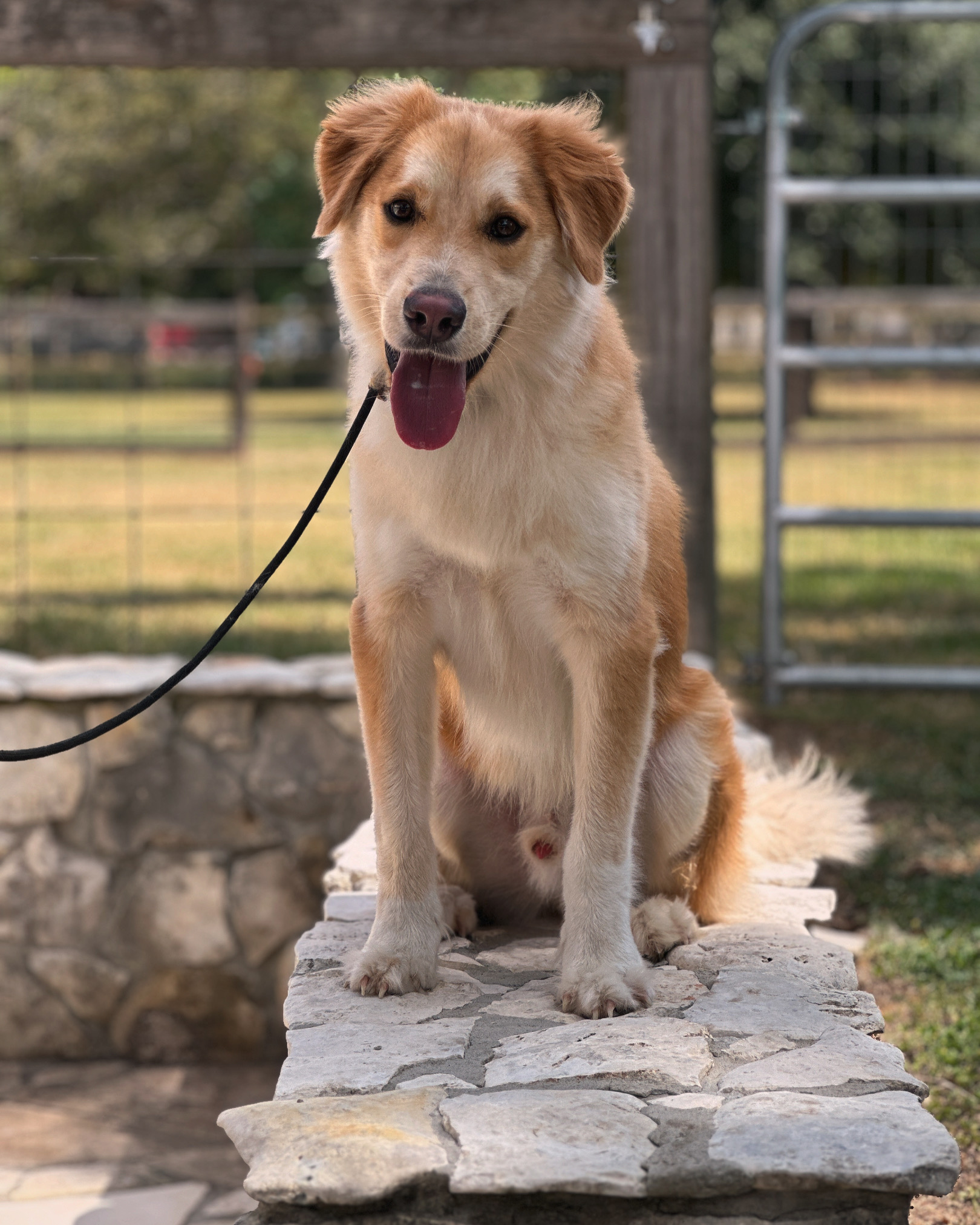 Happy golden mixed breed dog sitting on stone steps after successful training session