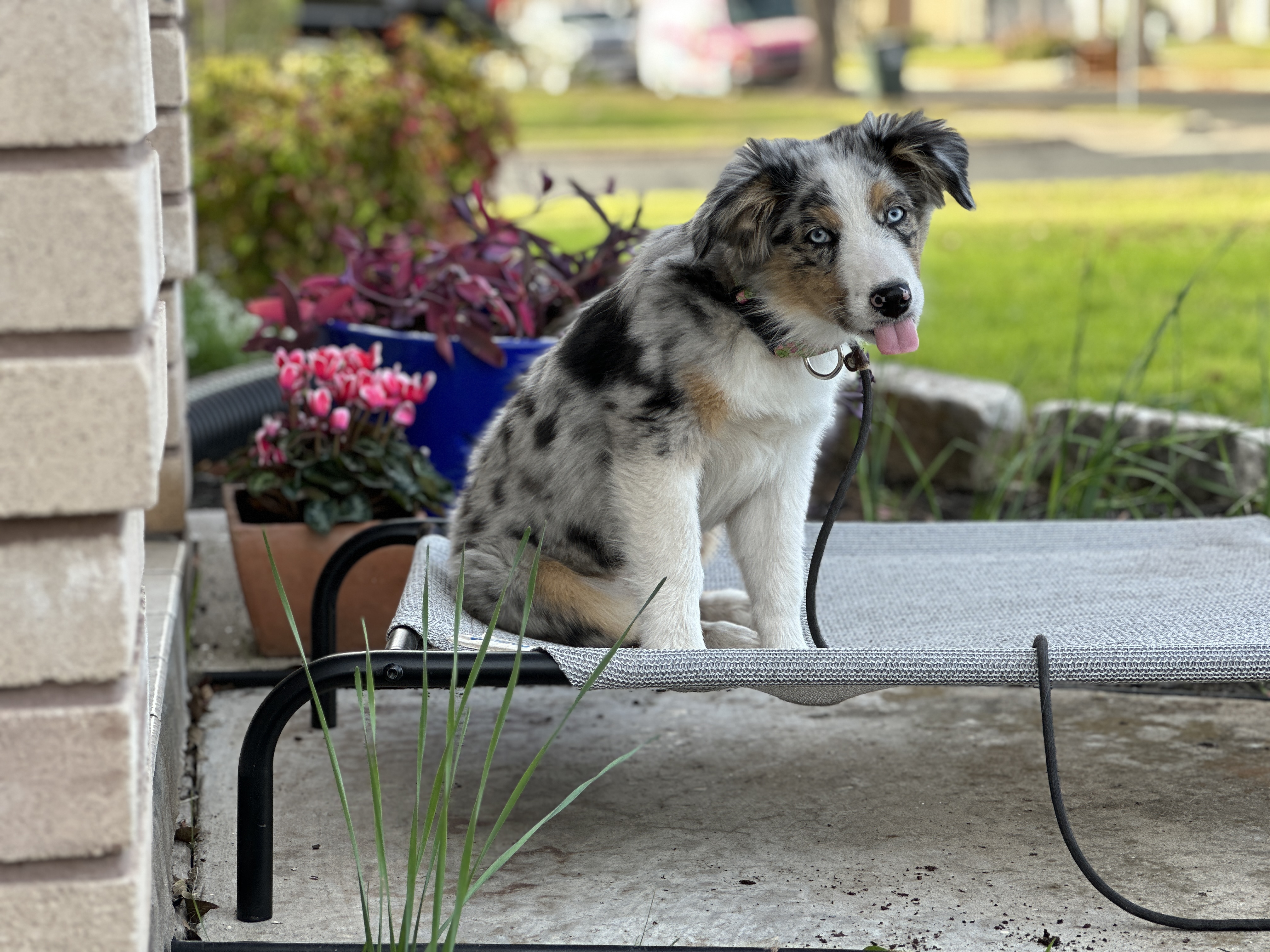Obedience Training - Professional dog training program at All Dogs Training Co Houston facility