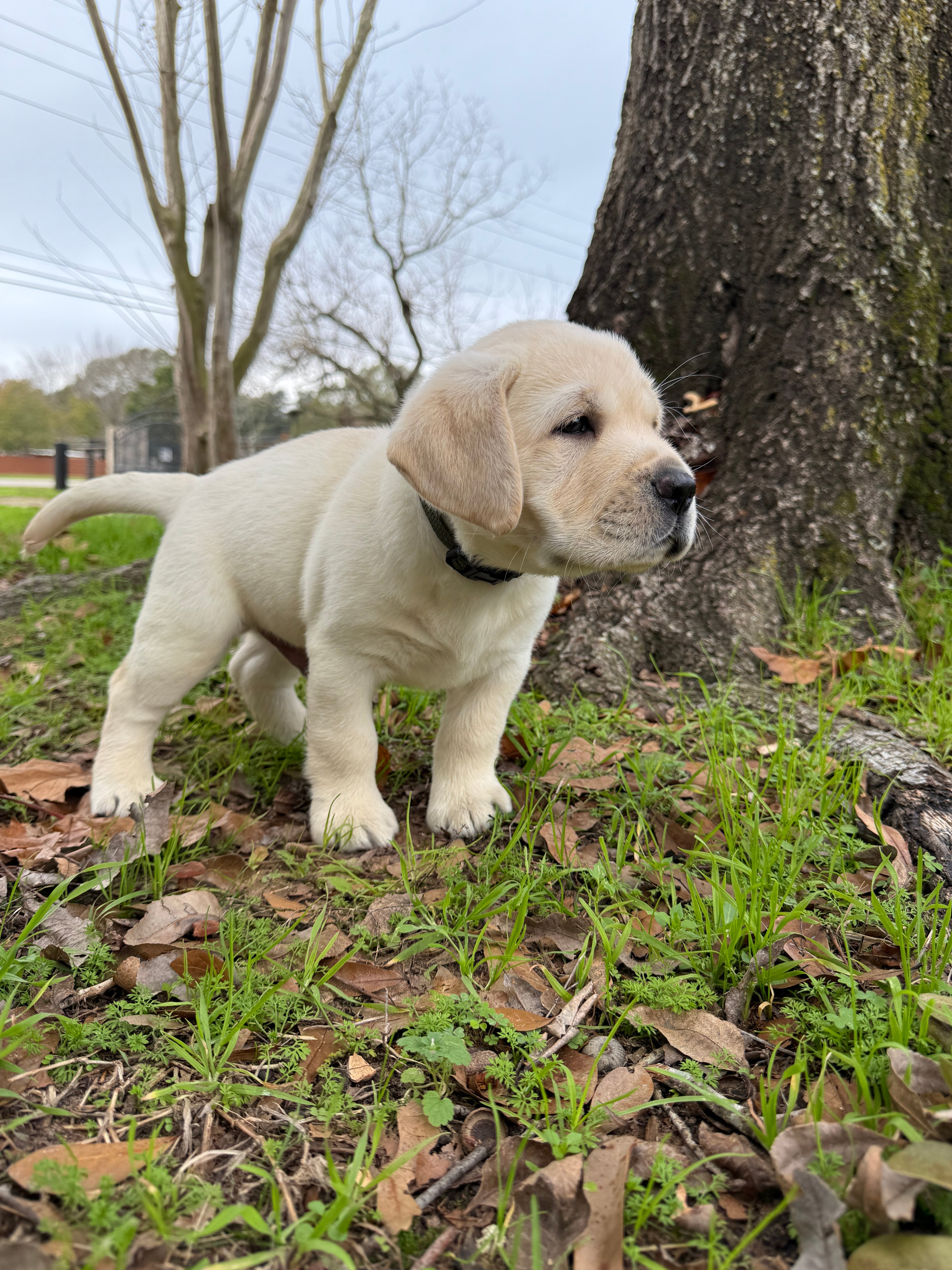 Puppy Training - Professional dog training program at All Dogs Training Co Houston facility
