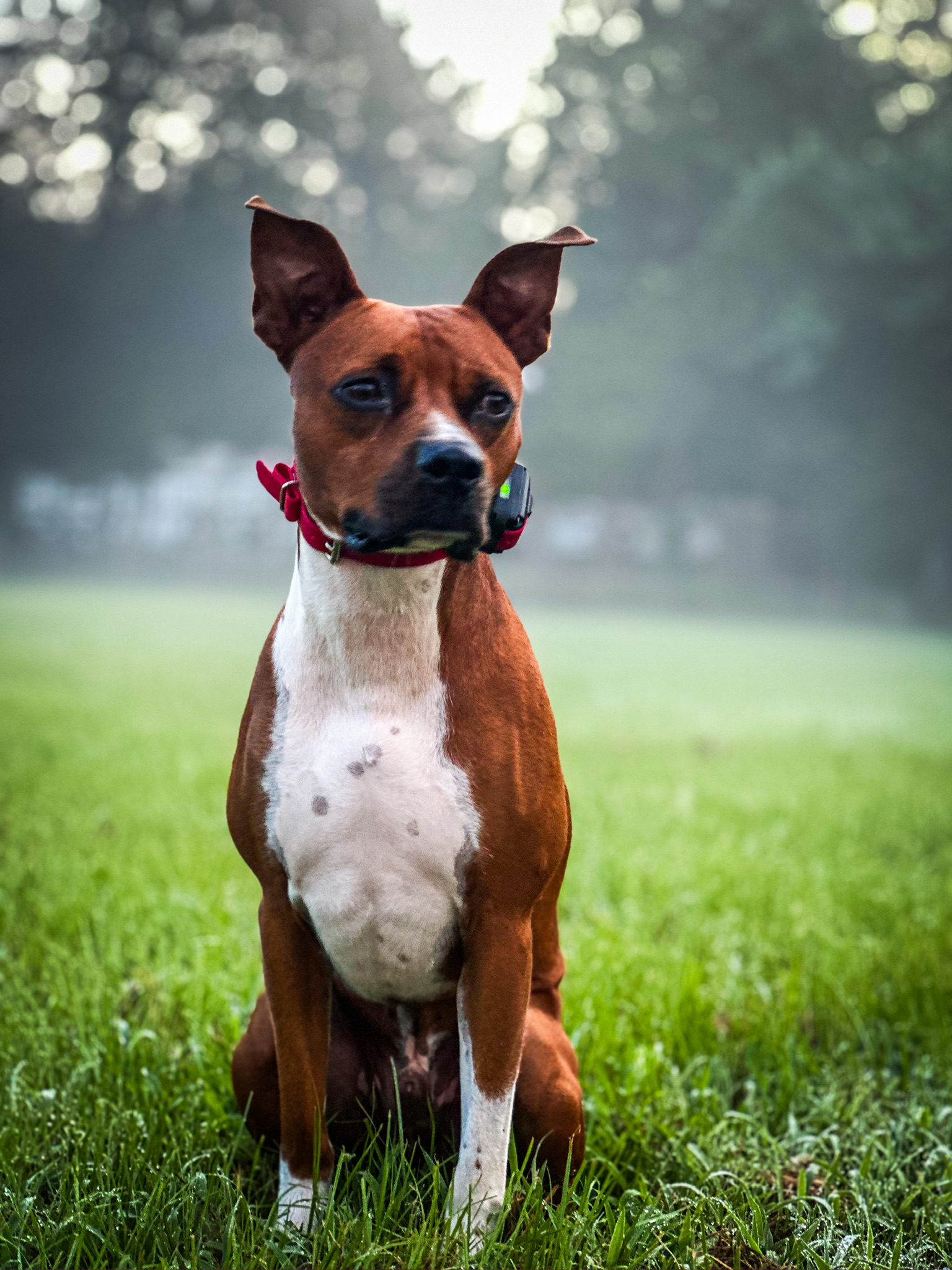 Urban Dog Program - Professional dog training program at All Dogs Training Co Houston facility